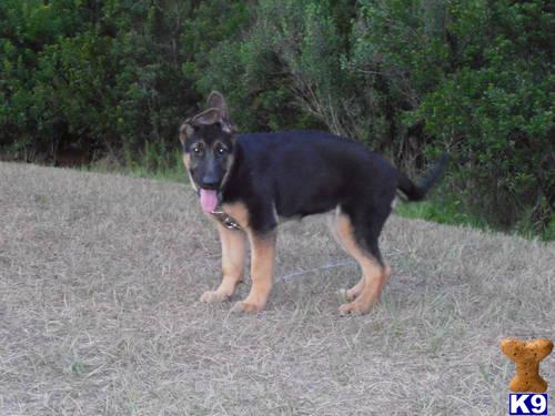 Puppies in Tampa